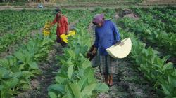 Pemkab Pamekasan Bangun Fasilitas Kawasan Industri Hasil Tembakau