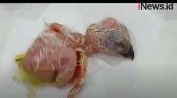 Video Elang Jawa Lahir di TMII pada Hari Lahir Pancasila