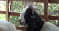 Video Dampak Pandemi, Objek Wisata di Bali Berubah Jadi Peternakan Kambing