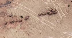 Kawanan Gajah Ini Tempuh 500 Km, Masuk ke Desa-Desa dan Rusak Ladang Warga