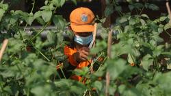 Lahan Kosong Kolong Tol Becakayu Dimanfaatkan untuk Tanam Sayuran dan Buah