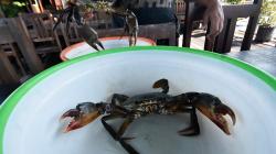 Nelayan Badung Kurangi Produksi Kepiting Bakau akibat Ekspor Terhenti