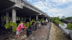 Hari Lingkungan Hidup, Sampah di Kawasan Mangrove Dibersihkan Nelayan Wanasari