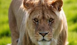 Bikin Panik, 2 Singa Lepas dari Kandang di Bandara Changi Singapura 