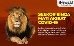 Infografis Singa Mati akibat Covid-19