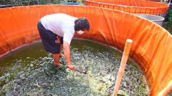 Kampung Tangguh Covid-19 Tangerang Panen Ikan Lele