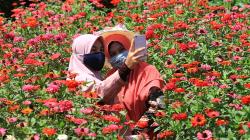 Wisata Taman Bunga Mulai Bangkit di Tengah Pandemi<