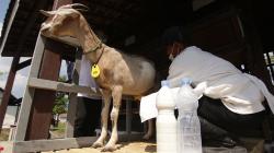 Ternak Kambing Jenis Sapera, Menghasilkan Susu Lebih Banyak