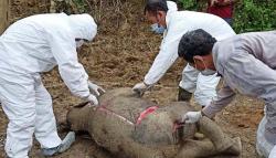Anak Gajah Sumatra Ditemukan Mati di Aceh Timur, Diduga karena Sakit
