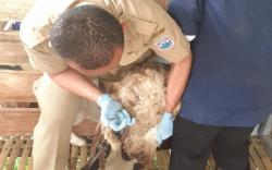 Hewan Ternak Sakit? Lapor ke Dispangtan Cimahi untuk Segera Diobati, Gratis