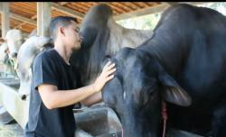 Kisah Sukses Mahasiswa Nyambi Bisnis Ternak Sapi, Raup Untung Ratusan Juta Rupiah<