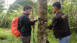 Heboh Kemunculan Makhluk Misterius Berbulu Lebat di Pematang Sawah, Warga Resah