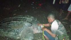 Wow, 5 Penyu Raksasa Ditemukan Warga di Tepian Pantai Raja Ampat