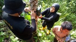 Ini Sosok Makhluk Misterius yang Bau dan Berbulu Versi BKSDA Agam