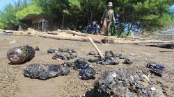 Gumpalan Minyak Mentah Berserakan di Sepanjang Bibir Pantai Indramayu