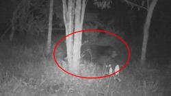 Makhluk Misterius Berbulu dan Bau Busuk Ditangkap, Warga Agam Diminta Tak Resah