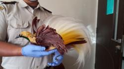Balai Karantina Ternate Gagalkan Penyelundupan Cenderawasih Awetan dari Papua <