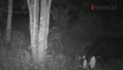 Video Penampakan Makhluk Misterius Gegerkan Warga Agam