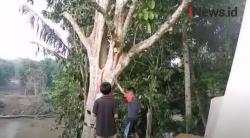 Video Demi Sinyal Internet, Pelajar SD Ini Setahun Lebih Belajar di Atas Pohon