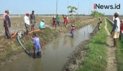 Video Pemkab Bojonegoro Gelar Lomba Berburu Tikus Berhadiah Rp50 Juta
