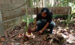Ditanam di Arboretum Sylva Untan Pontianak, Bunga Bangkai Berhasil Mekar