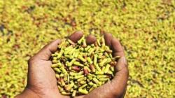 Harga Cengkih dan Kopra Membaik, Daya Beli Petani Sulut Naik