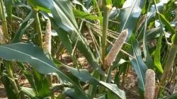 Petani di Lampung Gigit Jari, Ladang Jagung Siap Panen Habis Diserang Tikus Dalam Semalam