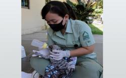 Dua Bayi Hyena di Taman Safari Bali Diberi Nama A’ali dan Amman