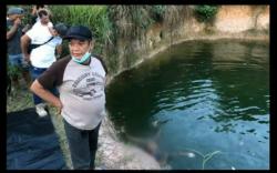 Banyuasin Geger, Pria Tewas Membusuk Dimakan Biawak <