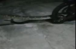 Evakuasi Ular Piton Melilit Motor Warga