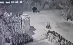 Kemunculan Beruang Madu Terekam CCTV