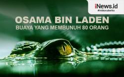 Infografis Buaya Osama Bin Laden  Bunuh 80 Orang