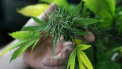 Gara-Gara Diduga Punya Tanaman Ganja, Pesulap Ini Ditangkap Polisi