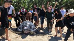 Penampakan Penyu Belimbing Raksasa Diselamatkan Warga Minahasa saat Terperangkap di Rawa