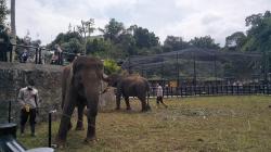 Lembang Park and Zoo Tambah Koleksi Gajah Sumatera Sindi dan Dela<