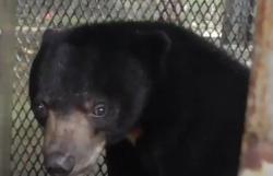 Video Beruang Madu Nyasar ke Markas TNI AU di Pangkalan Bun