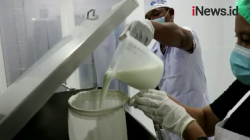 Rasakan Kesegaran Susu Kerbau yang Langsung Diambil dari Peternakan