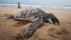 Banyak Diburu, Populasi Penyu Terancam Punah