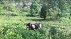 Motor Terperosok di Kebun Teh Puncak, Satu Orang Tewas