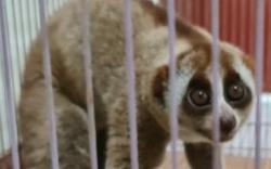 Pria Ini Ditangkap Polisi Gegara Sengaja Pelihara Kukang