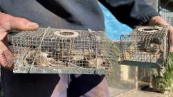 Ngeri, Istri Petani Dilarikan ke RS karena Bola Matanya Digigit Tikus<