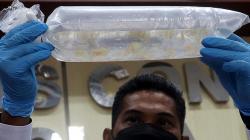 Penyelundupan 30.000 Ekor Benih Lobster, Dua Warga Trenggalek Diamankan