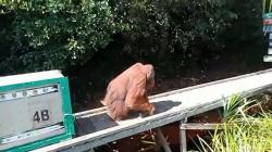 Orang Utan Jantan Usia 20 Tahun Dilepas Liar di Taman Nasional Sebangau<