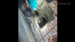 Ketegangan Warnai Proses Evakuasi Ular Sanca Kembang Sepanjang 5 Meter