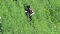 6,28 Hektare Ladang Ganja di Aceh Dimusnahkan, DPR Sebut Bahaya jika Sudah Diedarkan