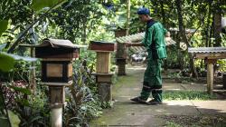 Budi Daya Lebah Madu di Hutan Kota Srengseng