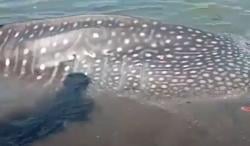 Hiu Paus Tutul Berbobot 2 Ton Tersangkut Jaring Nelayan di Labuhan Haji Lombok Timur