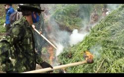 BNN Musnahkan 15 Ton Ganja Siap Panen di Aceh Besar