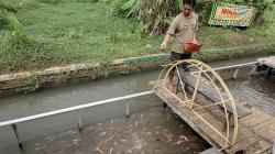 Warga Sokaraja Manfaatkan Irigasi untuk Budi Daya Ikan Nila