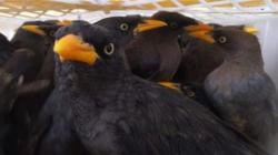 Penyelundupan 2.057 Burung di Pelabuhan Bakauheni Digagalkan Tim Gabungan